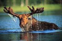 Wildlife